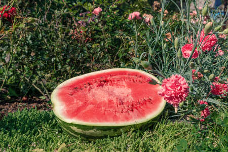 Fresh cut red watermelon on the grass among flowers. Sweet, juicy large berry.の写真素材