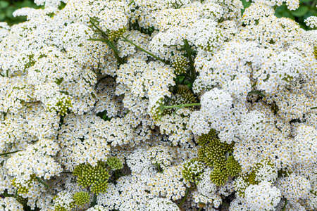 Yarrow officinalis. Plant used in medicine, cooking, and horticulture. Small blooming flowers.