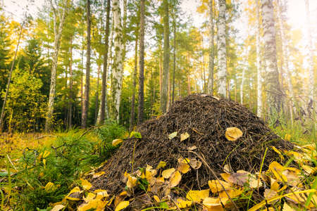 Autumn forest with a large anthill and forest ants. Trees with bright yellow leaves.の写真素材