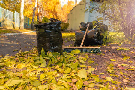 autumn yellow leaves. Street area cleaning. Fallen leaves from trees are swept and collected in bags. soft focus. Zone of sharpness in the foreground.の写真素材