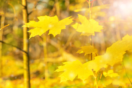 Bright autumn background of yellow leaves. soft focus. blurred image. Seasonal weather in the forest or park.の写真素材