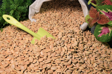 Pumpkin seeds are poured out of the bag. Health food. Collection, storage and preparation of seeds...