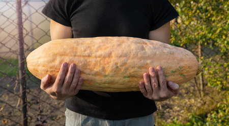 Farmer holds a long yellow pumpkin in his hands. Autumn harvest in the garden. A man with a vegetable lit by the setting sun.の写真素材