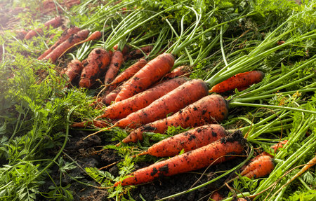 Fresh carrots dug out of the ground. Autumn harvest of a useful root crop. Vegetable.の写真素材