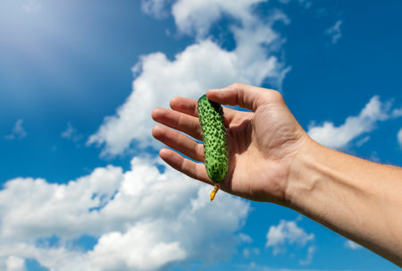 Small cucumber in a man's palm raised to the sky. Green vegetable. Cucumber variety. The concept of the first harvest. Small items. Gherkins. Size.の写真素材