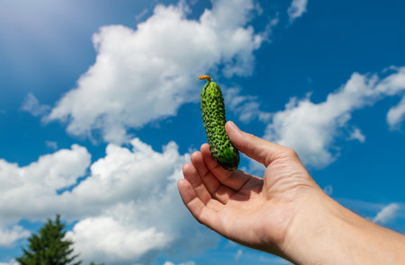 Small cucumber in a man's hand raised to the sky. Green vegetable. Cucumber variety. The concept of the first harvest. Small items. Gherkins. Size.の写真素材