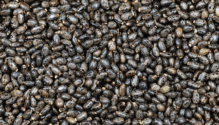 Castor bean seeds background. The plant is widely used in medicine and industry. This is a poisonous and ornamental plant.の写真素材