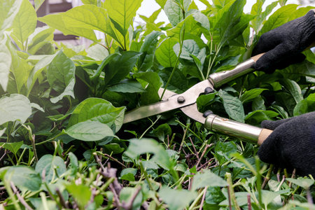 Gardener trims bushes with large scissors. Hedge. Landscaping work in the yard. Close up.