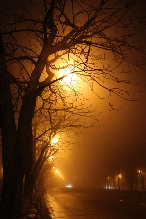trees near the road and fog in the nightの写真素材