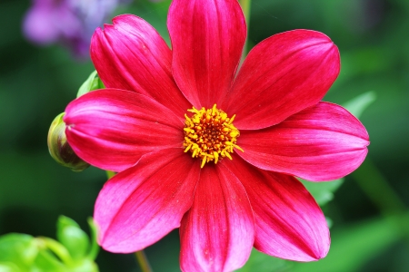 petals of a flower garden beautiful redの写真素材