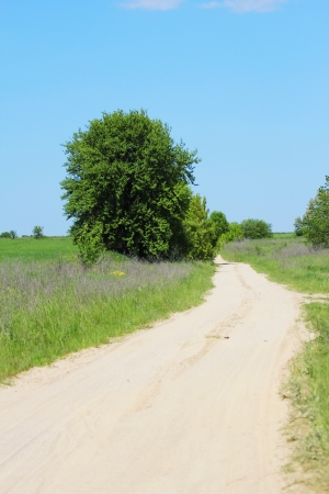 a few trees and a road on the natureの写真素材