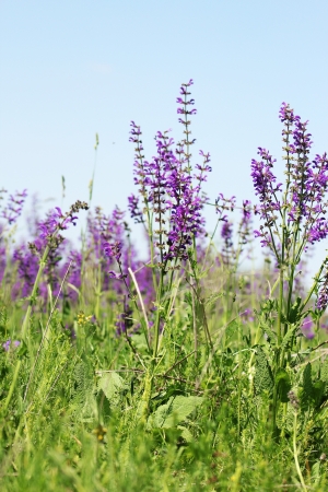 wild purple flowersの写真素材