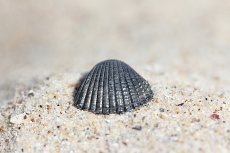 background of sand with shells on the sea shoreの写真素材