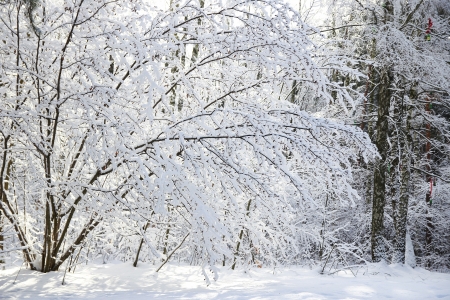 trees in winter forestの写真素材