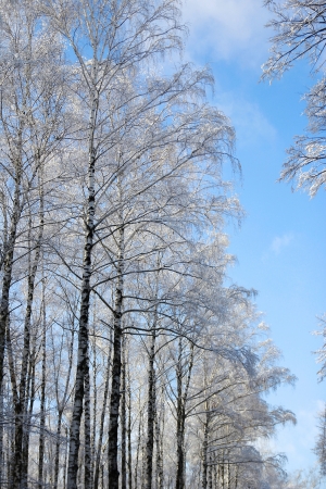 sky and trees in winter forestの写真素材