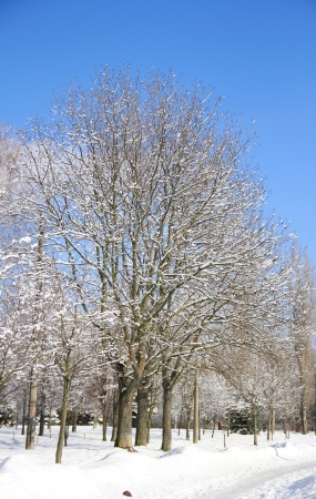 sky and trees in winter forestの写真素材