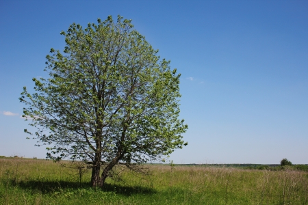tree of the field on the natureの写真素材