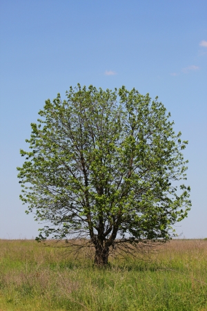 a green tree in natureの写真素材