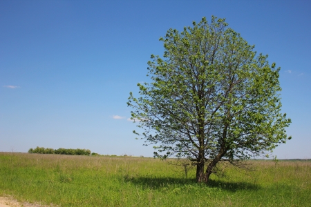 a green tree in natureの写真素材