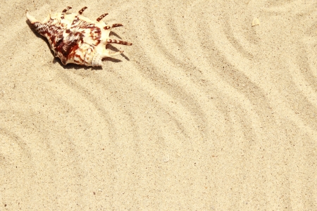 background of sand with shell  on the beachの写真素材