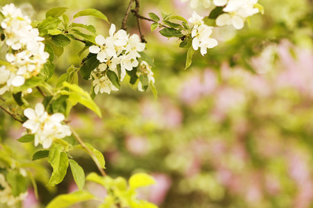 a background on the tree beautiful white flowers buds