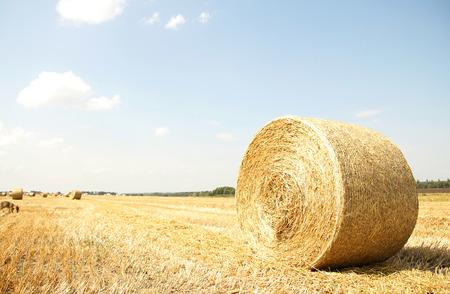 a Hay bales on a field