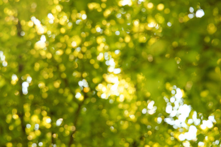 a  green  background of treeの写真素材