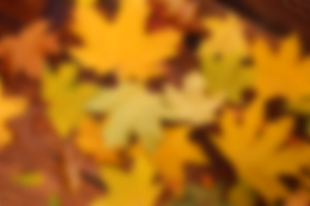 a yellow leaves in autumn park