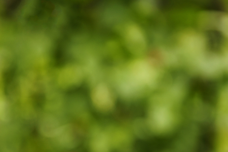 a blurred green background twigの写真素材