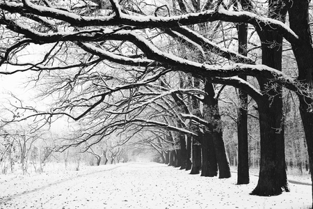 a Winter tree trunk in nature in winterの写真素材