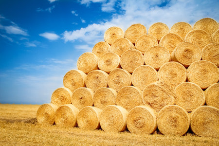 bales on the field are folded for second use on the field to the animal background