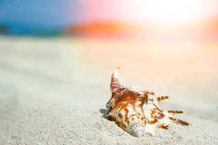 beautiful seashells by the sea on nature backgroundの写真素材