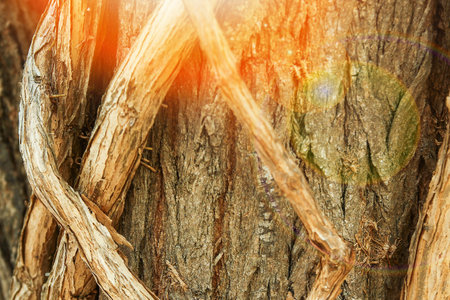 beautiful intertwined tree roots background
