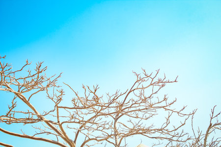 Bare tree branches against the sky of nature.
