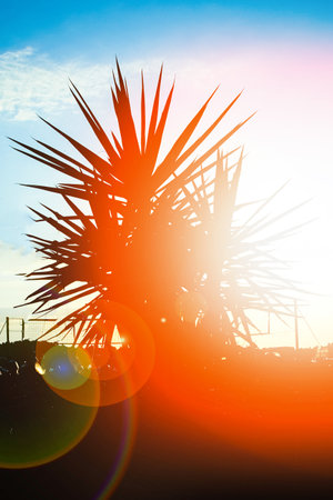 beautiful palm tree silhouette at sunrise by the sea backgroundの写真素材