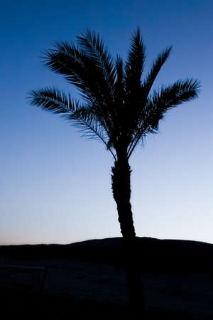 Stylish silhouette of palm tree on sky backgroundの写真素材