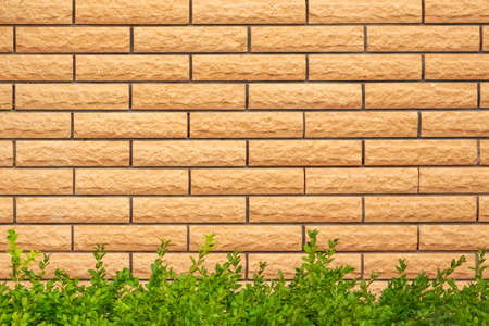 grunge wall background with foliage in nature