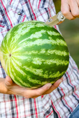 watermelon in the hands of a guy on nature in the parkの写真素材