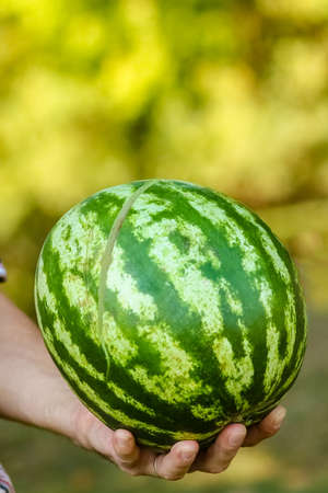watermelon in the hands of a guy on nature in the parkの写真素材