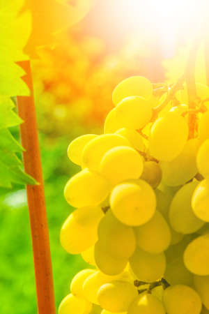 beautiful grapes in the park on nature field backgroundの写真素材