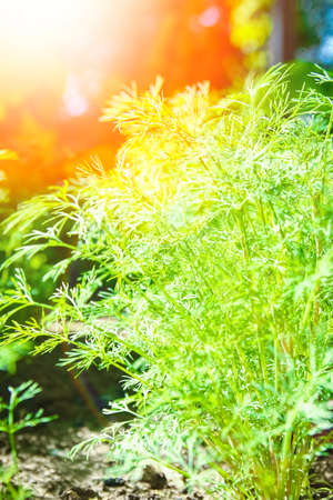 Beautiful green bed in a park on the nature backgroundの写真素材