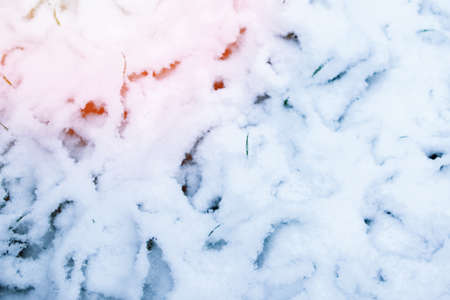 beautiful grass from the snowの写真素材