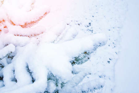 winter tree in park background
