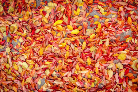 Background group autumn orange leaves. Outdoor.