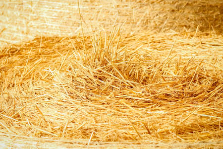 bales on the field background straw is ready for animals and on the fieldの写真素材