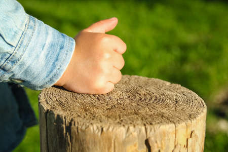 children's hands hold a stump in the park in natureの写真素材