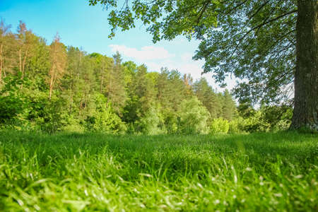 beautiful nature in the park on nature backgroundの写真素材