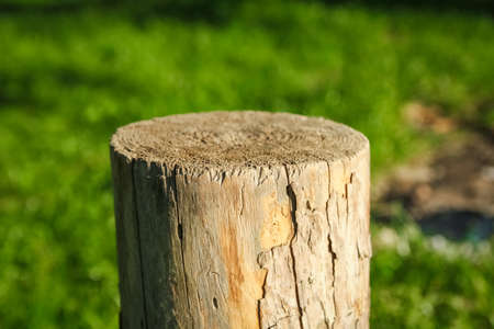 beautiful stump in nature in the park