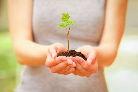 green plant in the hands on nature park background
