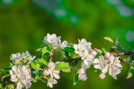flowering branch on nature in the park backgroundの写真素材